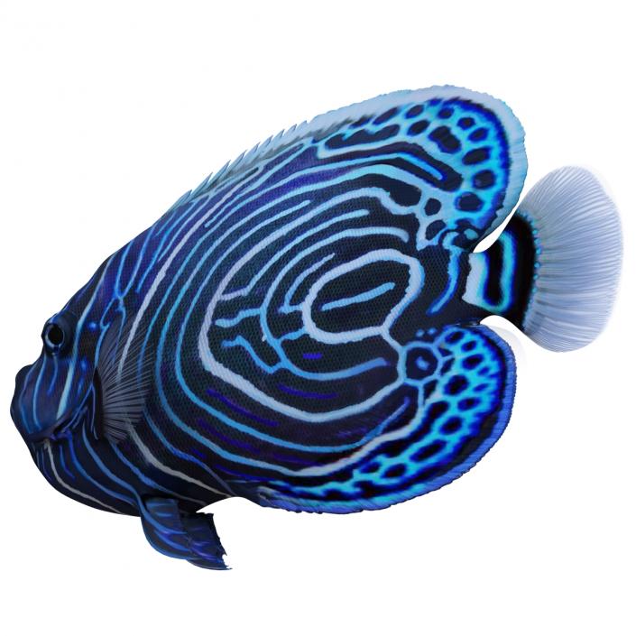 3D Juvenile Emperor Angelfish