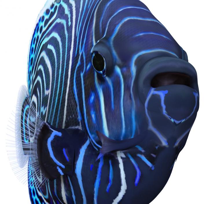 3D Juvenile Emperor Angelfish