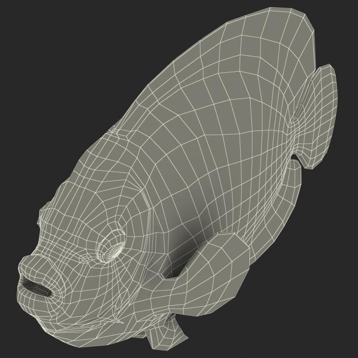 3D Juvenile Emperor Angelfish