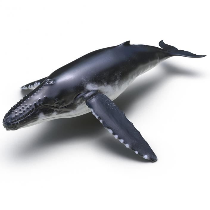 3D model Humpback Whale Rigged for Maya