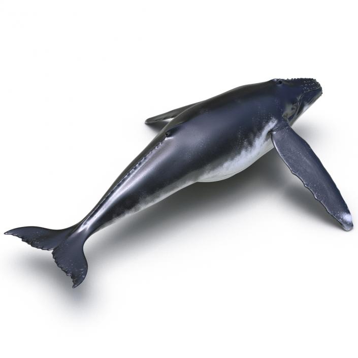 3D model Humpback Whale Rigged for Maya