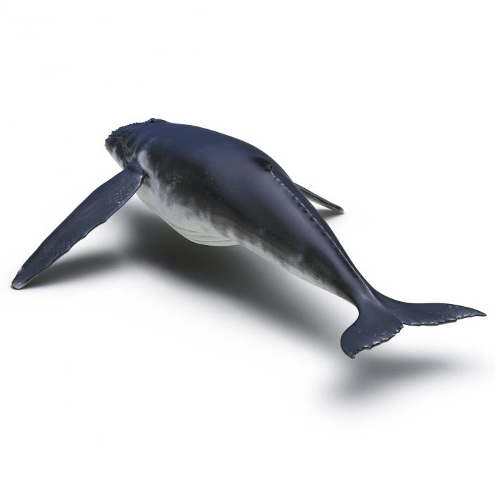 3D model Humpback Whale Rigged for Maya