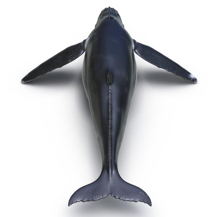 3D model Humpback Whale Rigged for Maya