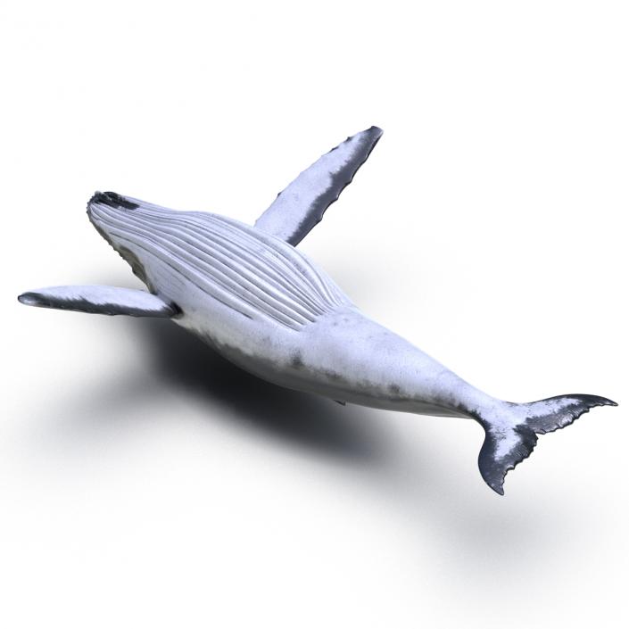 3D model Humpback Whale Rigged for Maya