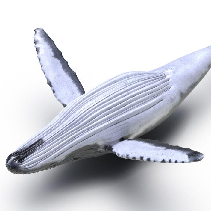 3D model Humpback Whale Rigged for Maya