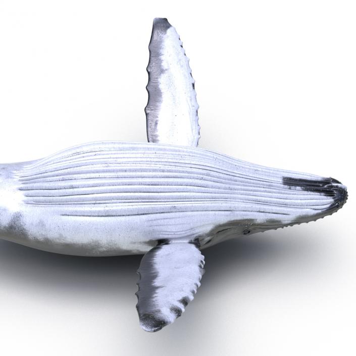 3D model Humpback Whale Rigged for Maya