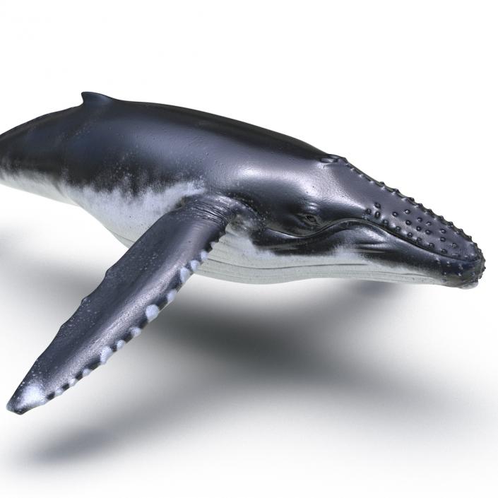 3D model Humpback Whale Rigged for Maya