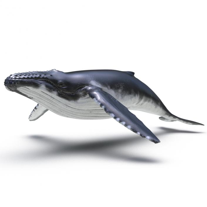 3D model Humpback Whale Rigged for Maya