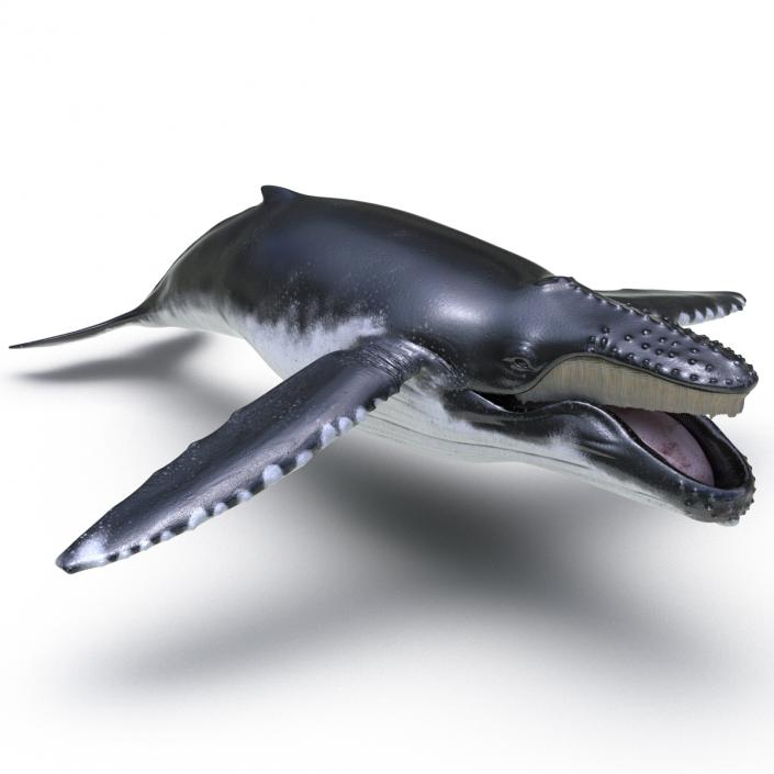 3D model Humpback Whale Rigged for Maya