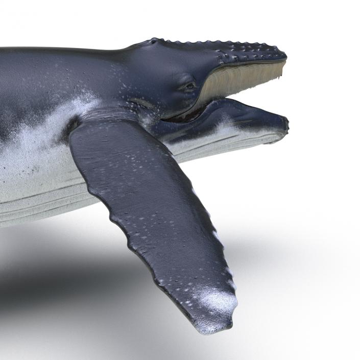 3D model Humpback Whale Rigged for Maya