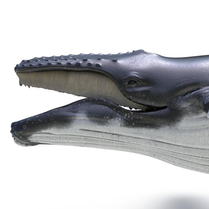 3D model Humpback Whale Rigged for Maya