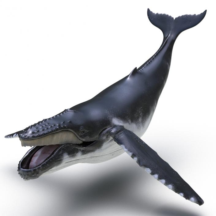 3D model Humpback Whale Rigged for Maya