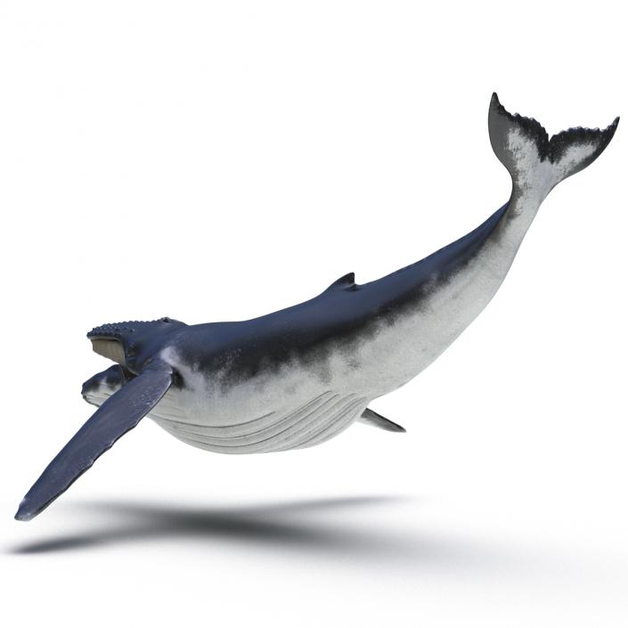 3D model Humpback Whale Rigged for Maya