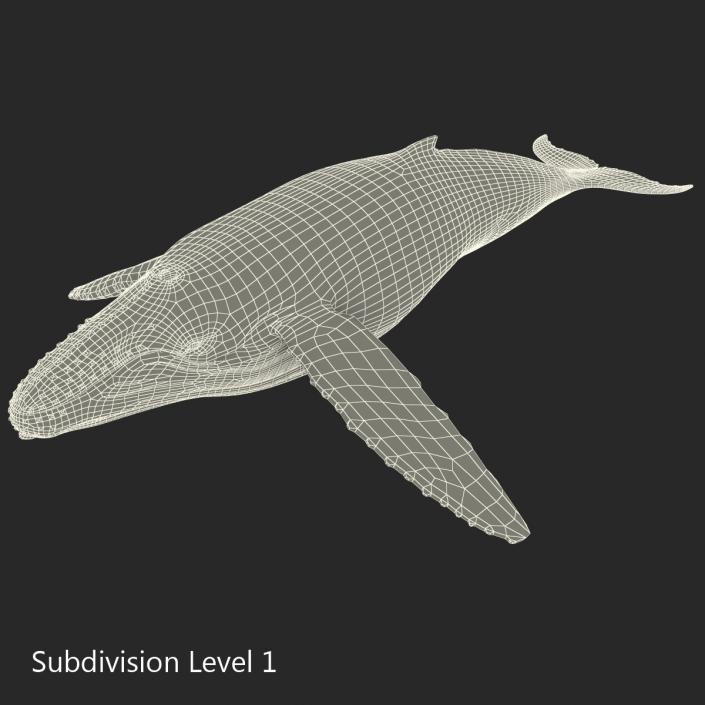 3D model Humpback Whale Rigged for Maya