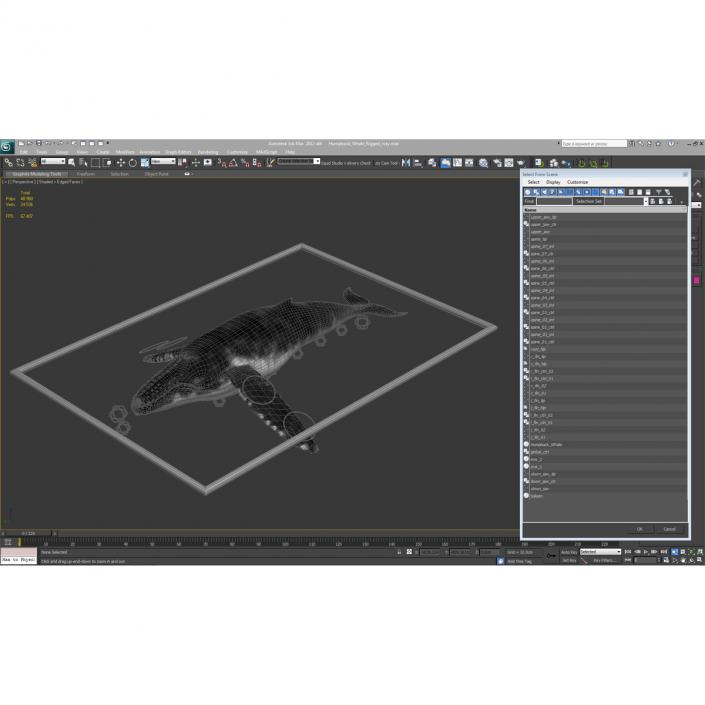 3D model Humpback Whale Rigged for Maya