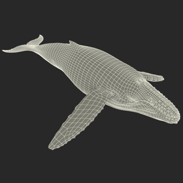 3D model Humpback Whale Rigged for Maya