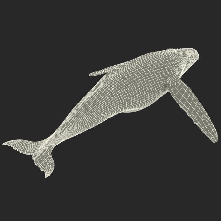 3D model Humpback Whale Rigged for Maya