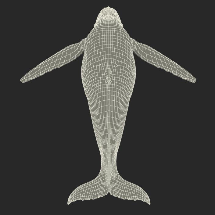 3D model Humpback Whale Rigged for Maya