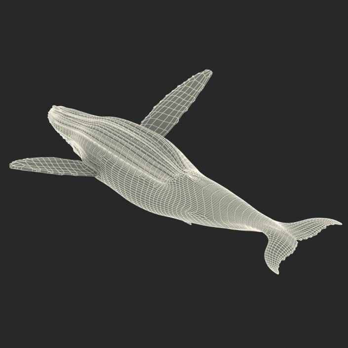 3D model Humpback Whale Rigged for Maya