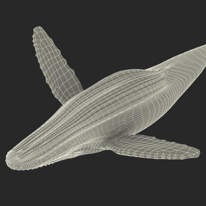 3D model Humpback Whale Rigged for Maya