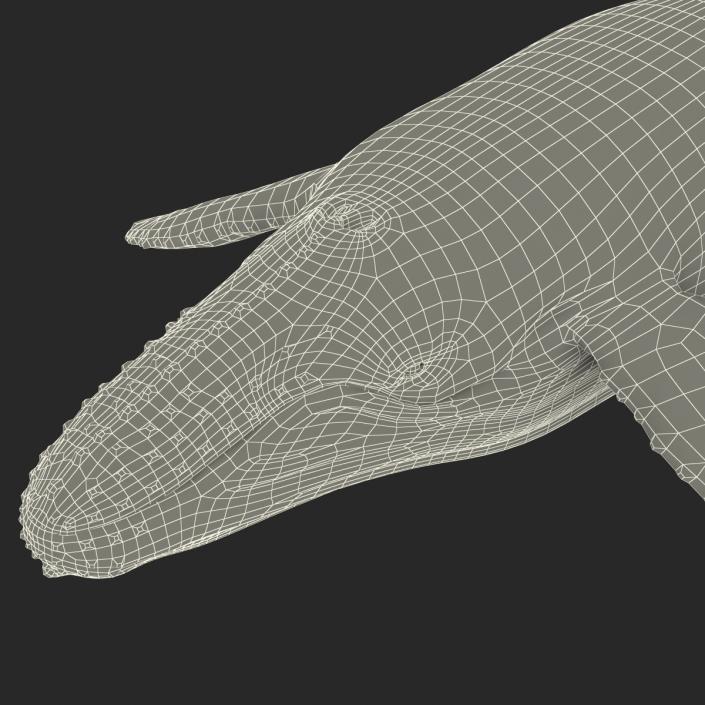 3D model Humpback Whale Rigged for Maya