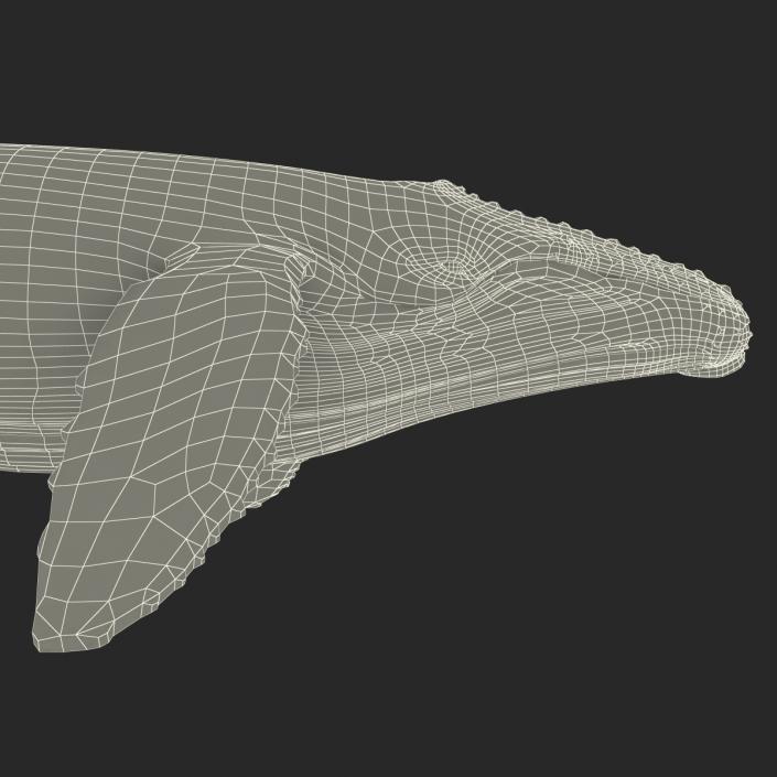 3D model Humpback Whale Rigged for Maya