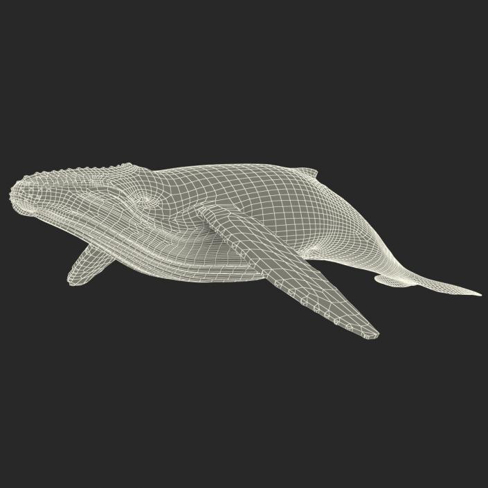 3D model Humpback Whale Rigged for Maya