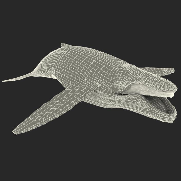 3D model Humpback Whale Rigged for Maya