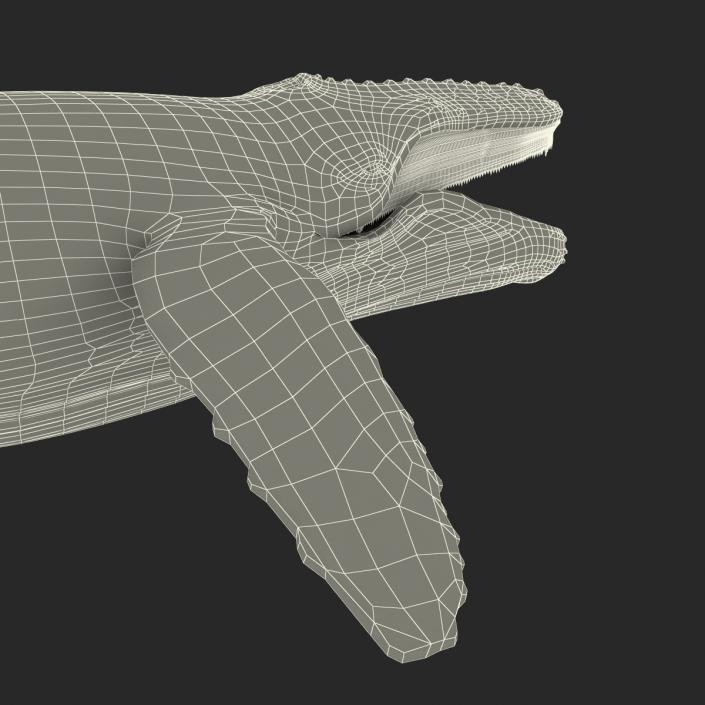 3D model Humpback Whale Rigged for Maya