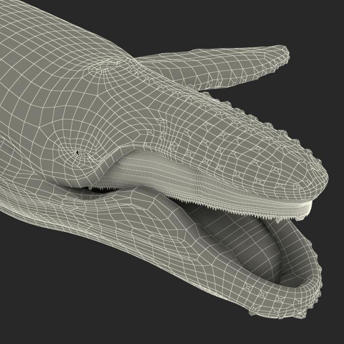 3D model Humpback Whale Rigged for Maya