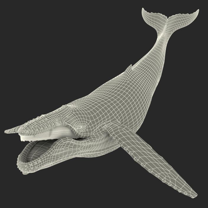 3D model Humpback Whale Rigged for Maya