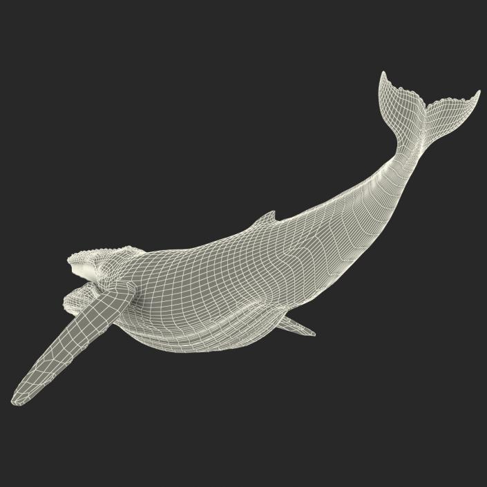 3D model Humpback Whale Rigged for Maya