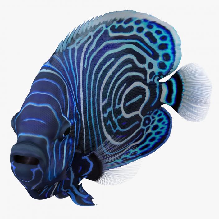 3D Juvenile Emperor Angelfish Rigged model