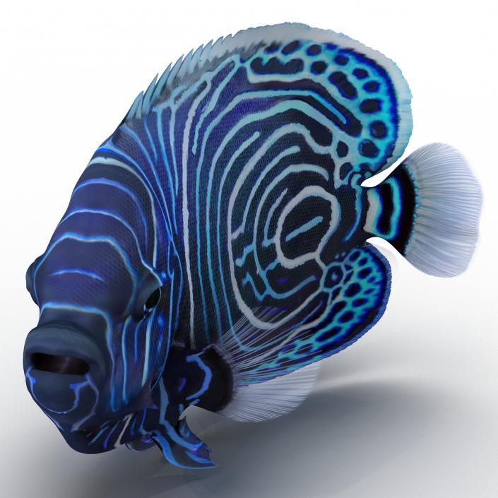 3D Juvenile Emperor Angelfish Rigged model