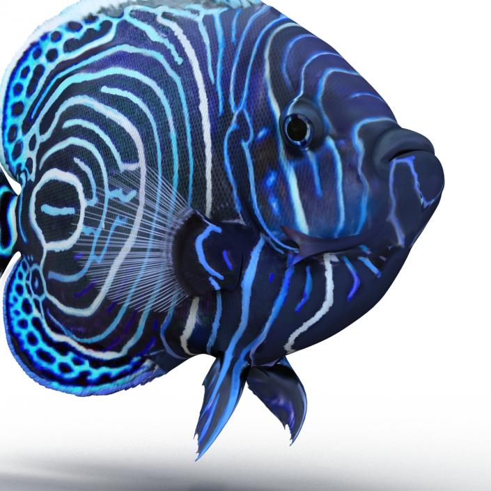 3D Juvenile Emperor Angelfish Rigged model