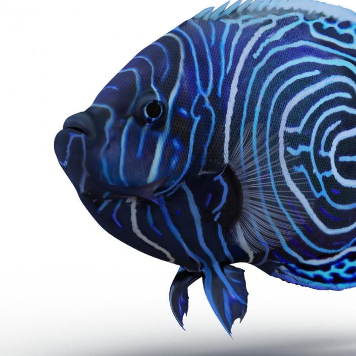 3D Juvenile Emperor Angelfish Rigged model