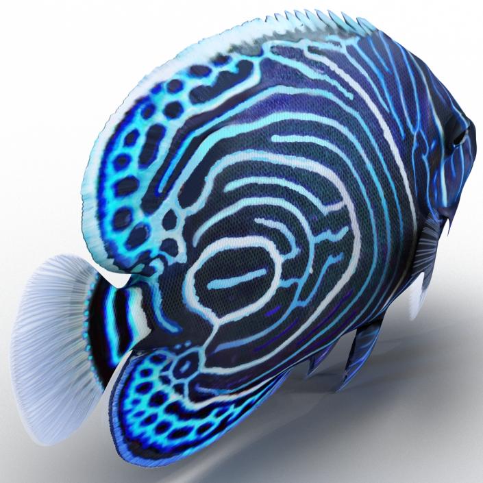 3D Juvenile Emperor Angelfish Rigged model