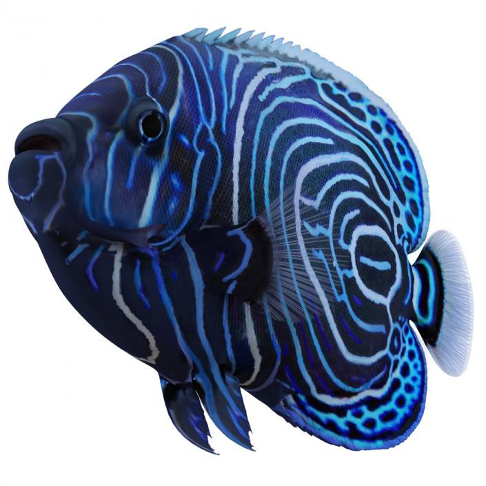 3D Juvenile Emperor Angelfish Rigged model