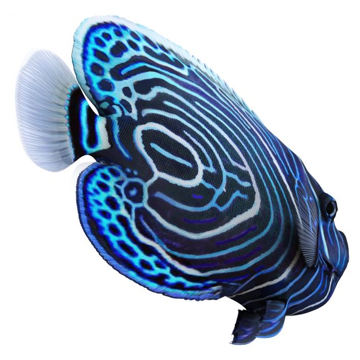 3D Juvenile Emperor Angelfish Rigged model