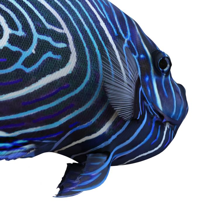 3D Juvenile Emperor Angelfish Rigged model