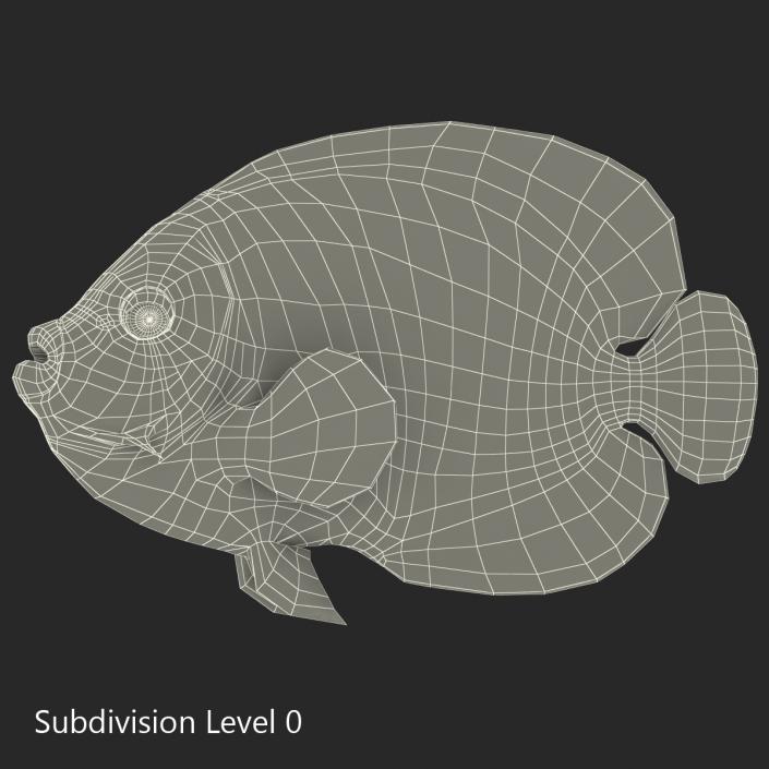 3D Juvenile Emperor Angelfish Rigged model