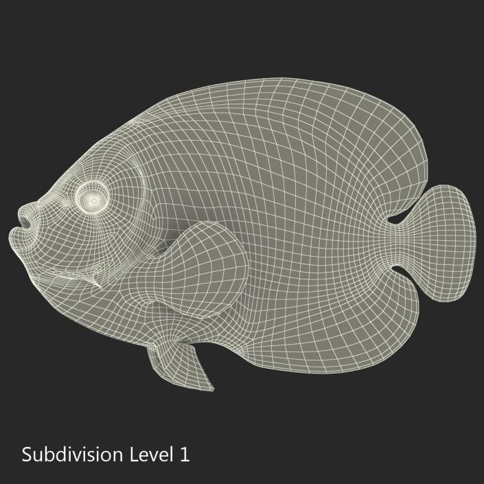 3D Juvenile Emperor Angelfish Rigged model