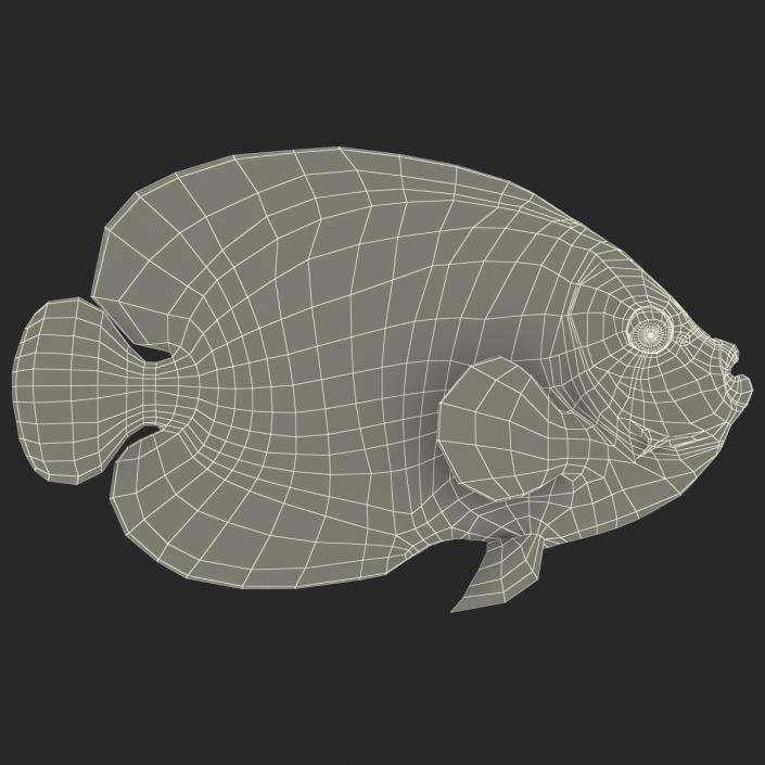 3D Juvenile Emperor Angelfish Rigged model