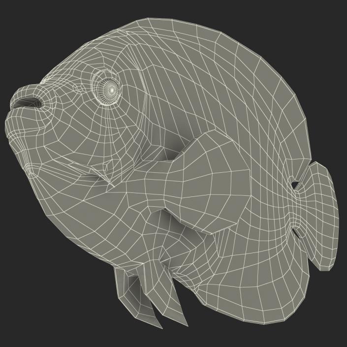 3D Juvenile Emperor Angelfish Rigged model