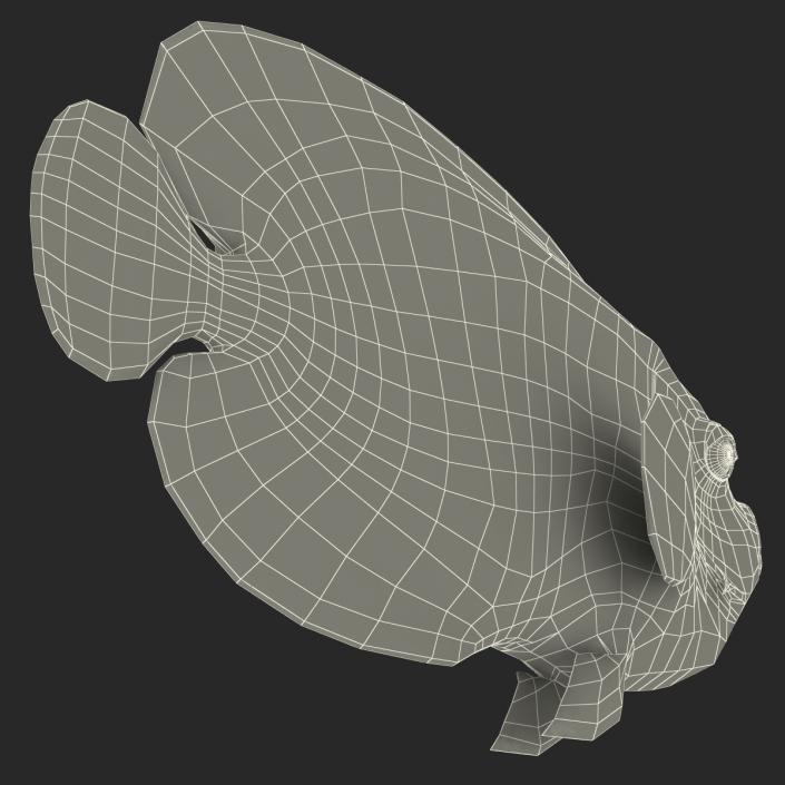 3D Juvenile Emperor Angelfish Rigged model