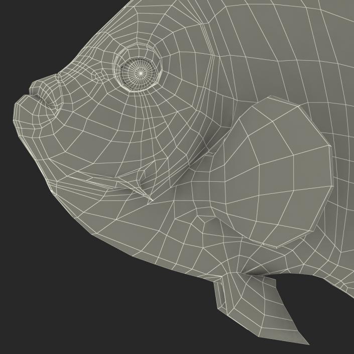 3D Juvenile Emperor Angelfish Rigged model