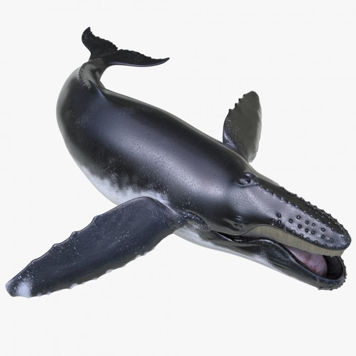 3D Humpback Whale Pose 5