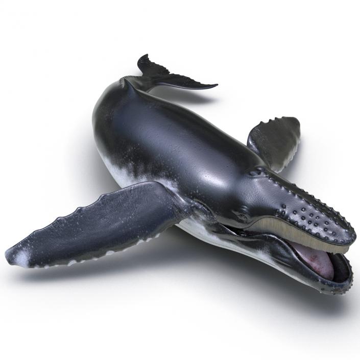 3D Humpback Whale Pose 5