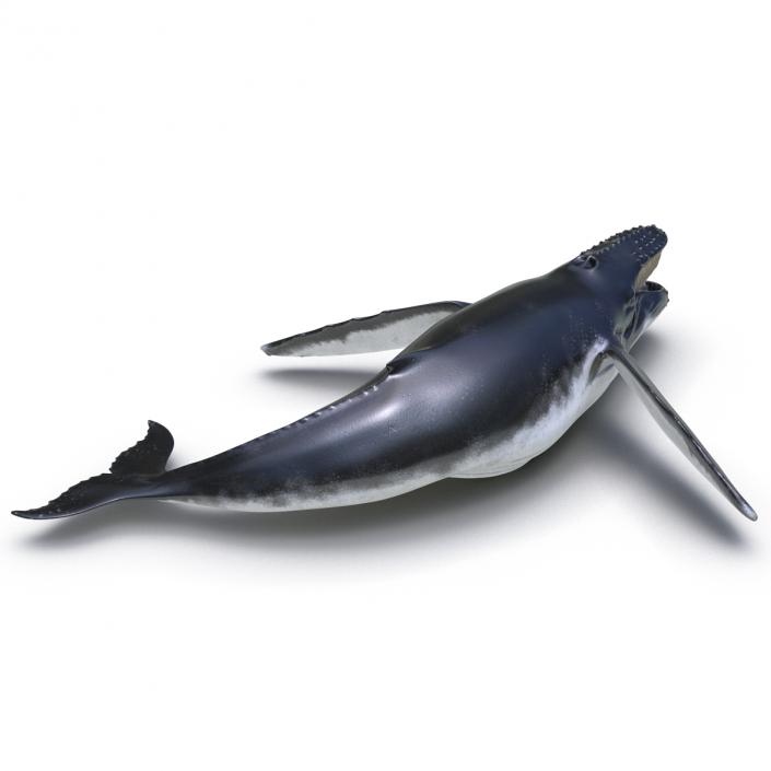 3D Humpback Whale Pose 5