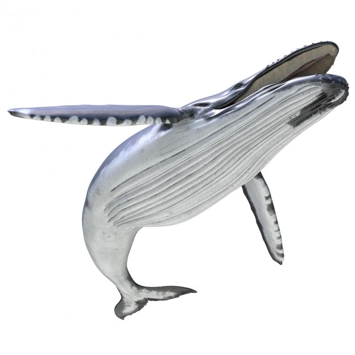 3D Humpback Whale Pose 5